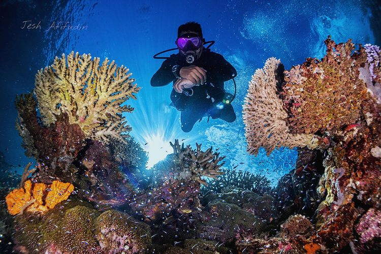 6 Spot Diving Terbaik Di Pulau Ambon